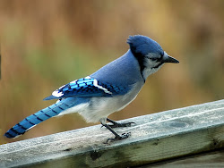jay jays bluey flying bird birds wild toronto