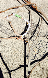 without bird wings intelligence ambition leone harris