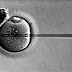 Congélation des ovocytes : ouvrons le débat avant qu’il nous dépasse