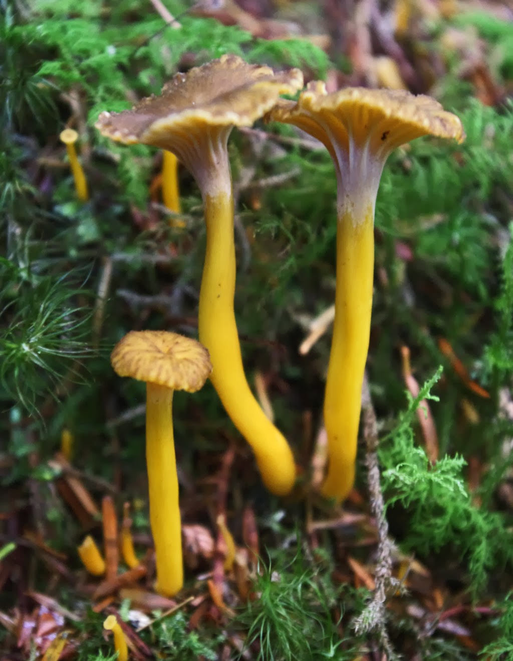 Wildeep's Illuminations Chanterelle's Less Showy Sibling