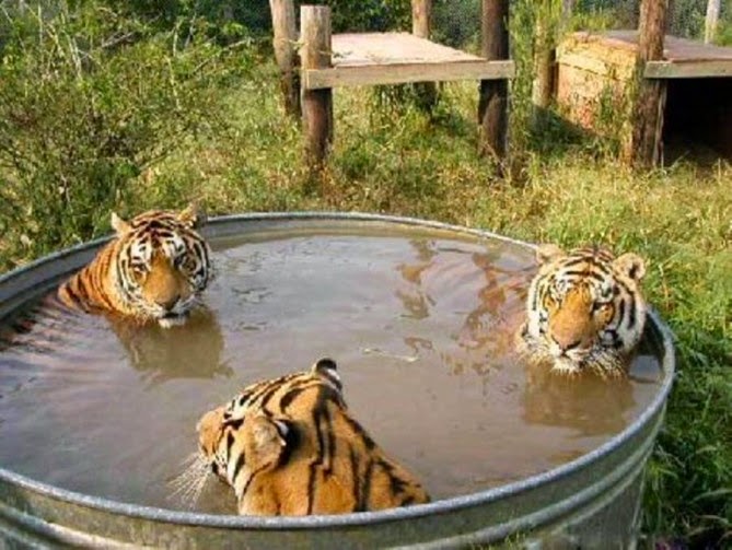 tres tigres que  necesitan un baño de vez en cuando