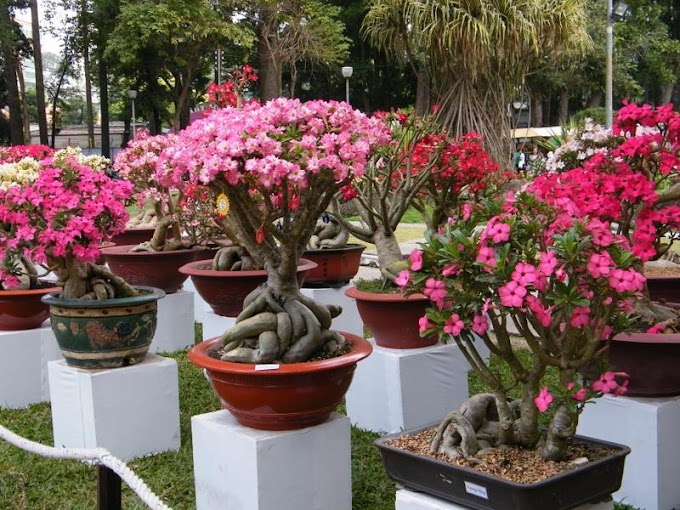 Bonsai Adenium atau Kamboja Jepang