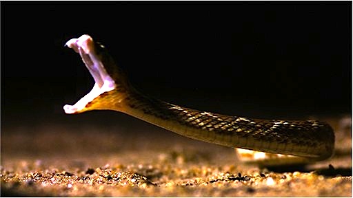 ආගිය කතා: සර්පයෙක් දෂ්ඨ කළොත් මොකද කරන්නේ