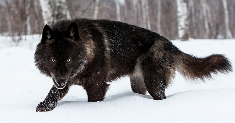 Image result for  black wolf