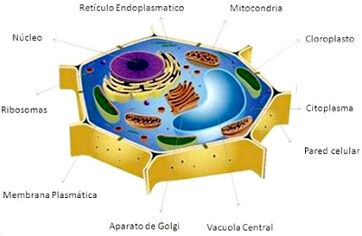 Célula vegetal Dibujo de la célula vegetal y sus partes para niños