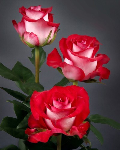 rosas%2Bem%2Bboto%257Ees%2521%2521%2521.