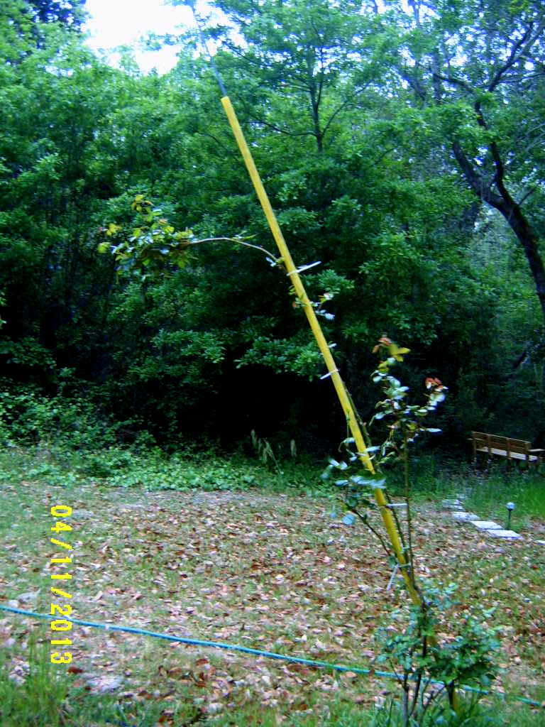 Alabama Rose and Flower Garden from a NonGreen Thumb Why aren't my
