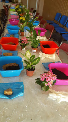 kokedama Madrid kokedama Madrid