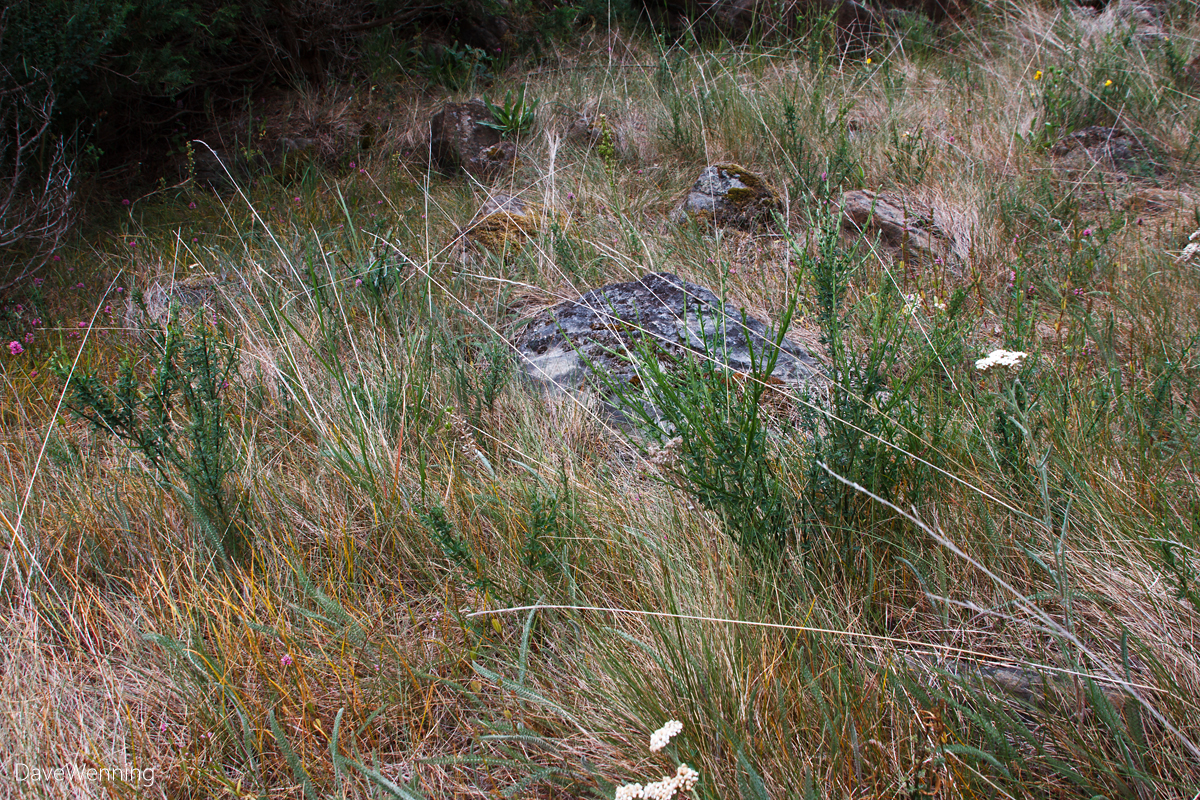 Musings Scotch Broom Ginestra