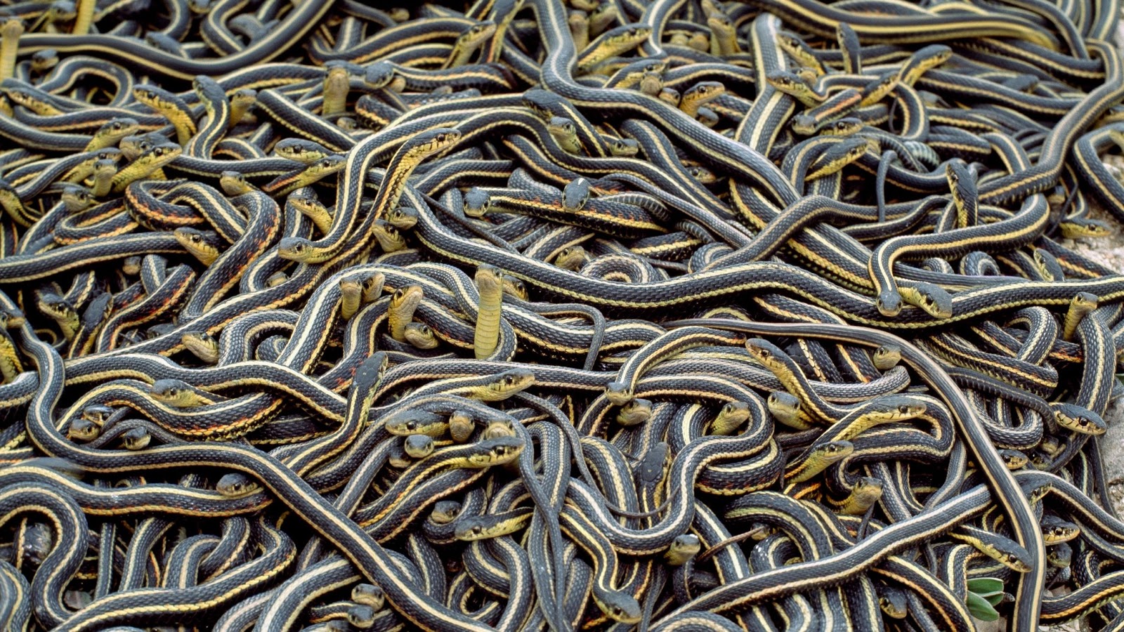 Dorchester Times: Increase In Garter Snakes Reported In Dorchester