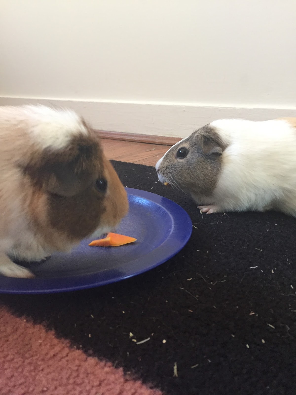 Cavy Savvy A Guinea Pig Blog Can Guinea Pigs Eat Honeynut Squash?