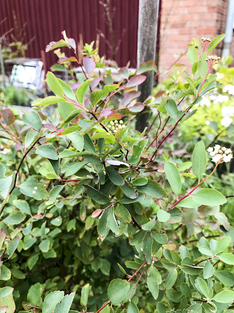 spirea spirea
