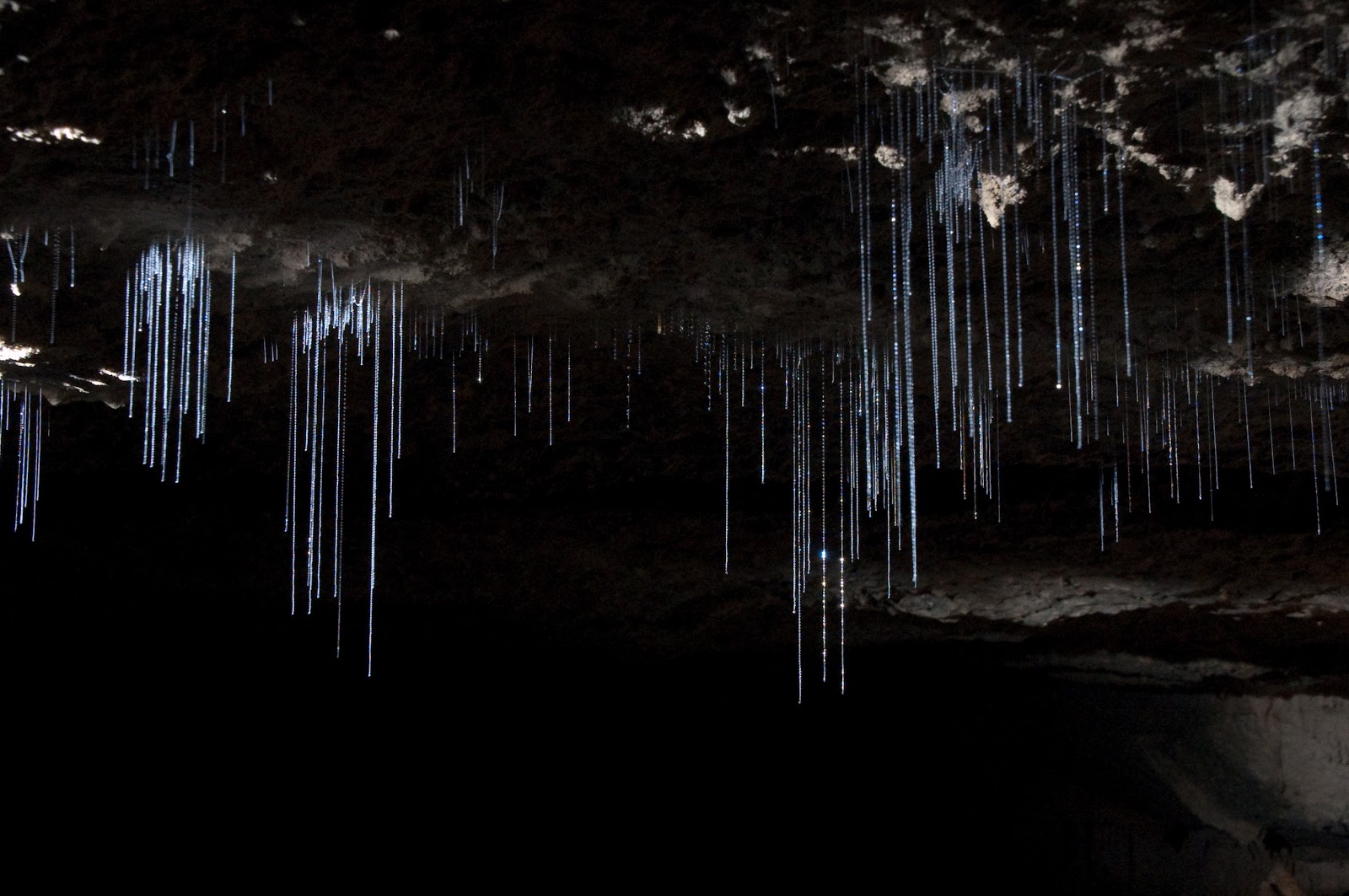 Wanderlust: Glow worms