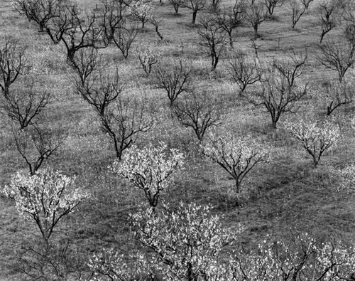 Orchard, Early Spring Original Photographs By Ansel Adams
