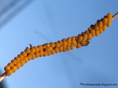 Yellow Insect Eggs