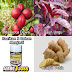 Tumbuhan Obat ambeien berdarah thumbnail