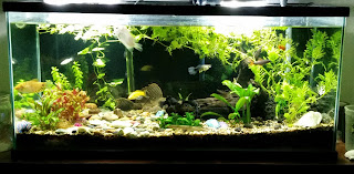 how to start a freshwater aquarium, freshwater aquarium basics, starting a fish tank