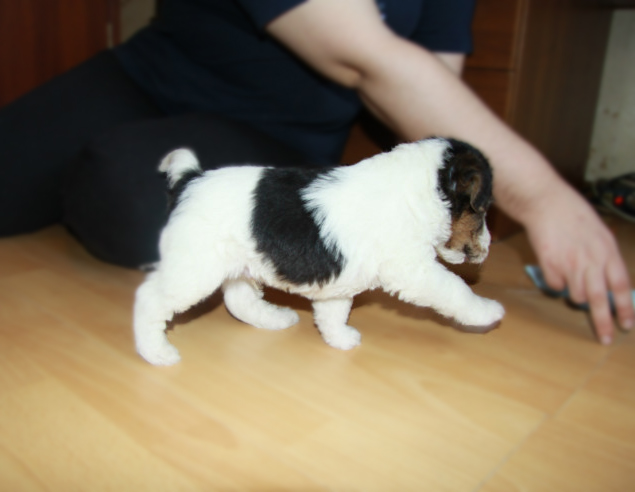 Щенок немецкой овчарки 2 мес. Щенок кусается. Как отучить собаку кусаться щенка. Хаски загрыз маленькую собачку. Как отучить щенка немецкой овчарки кусаться.