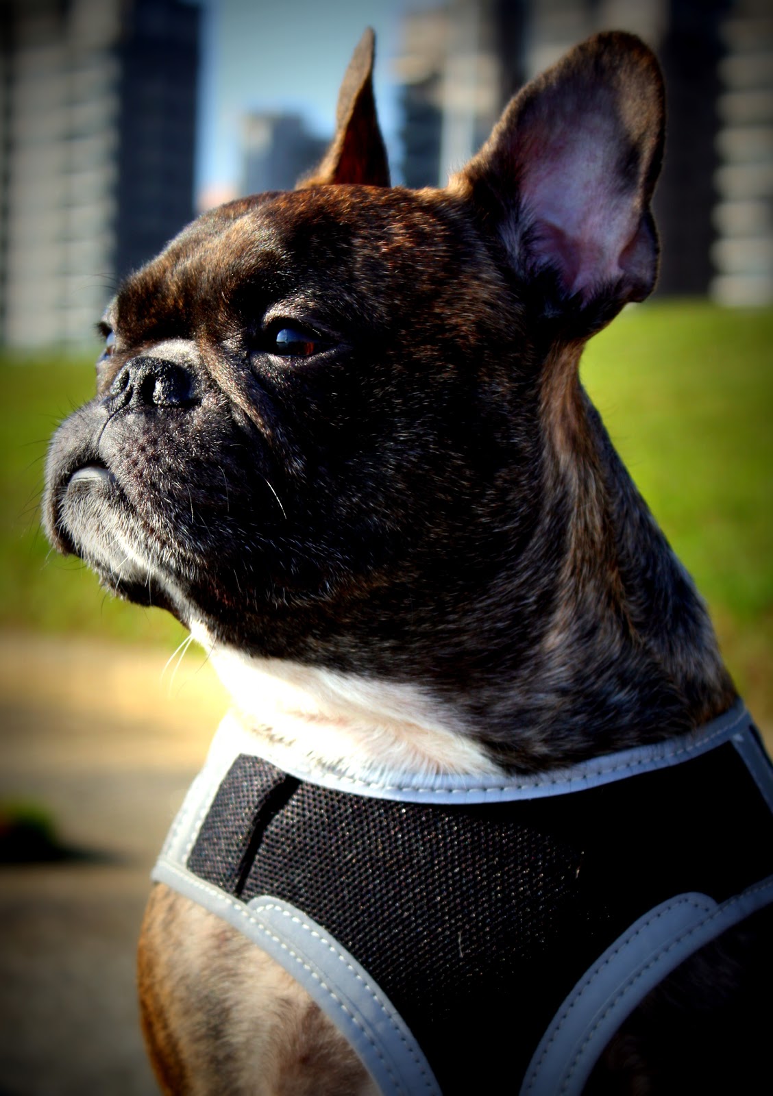 salubrious-exclamation-how-to-wash-your-dog-naturally-with-baking-soda