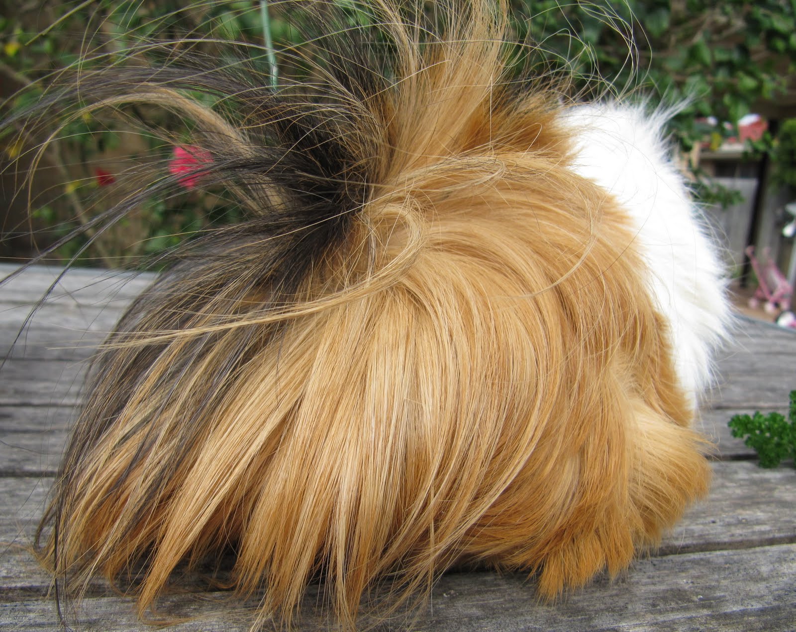 Picture of All Things Guinea Pig: Home grown parsley