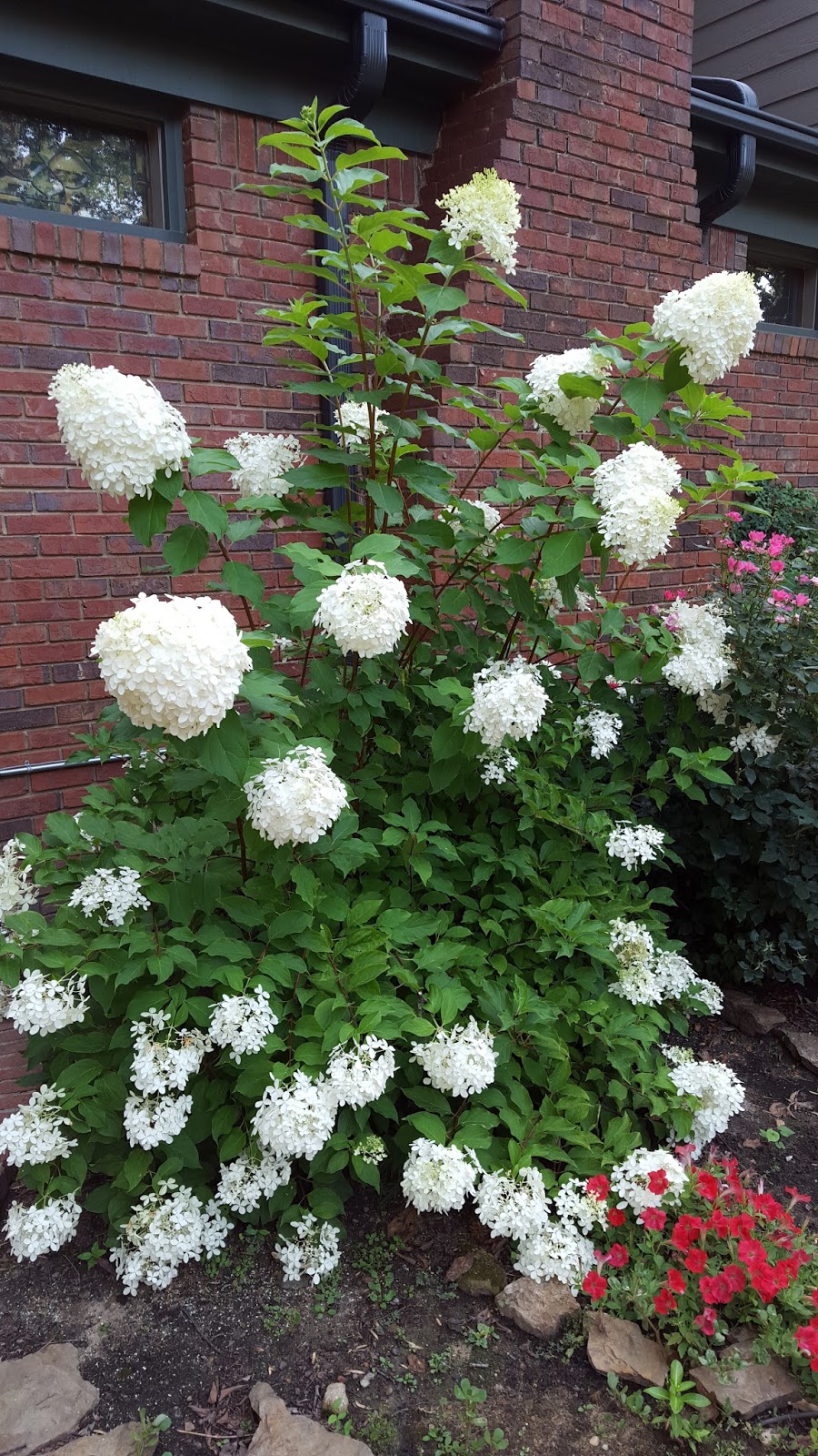 Proven Winners Colorchoice Plant Of The Week Plant Of The Week