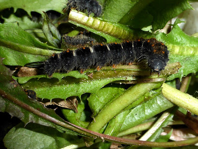 Lemonia taraxaci caterpillar Lemonia taraxaci caterpillar