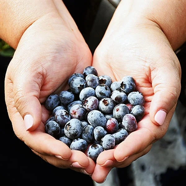Organic blueberries I used in my blueberry dump cake from the Wish Farms blueberry farm in FL