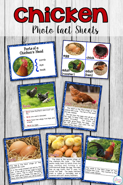 Chicken Life Cycle Science and Literacy Activities – This is a great spring unit packed with fun information and activities on the theme of the Chicken Life Cycle. This resource can be used effectively to teach about the chicken’s lifecycle even if you do not hatch chicks.