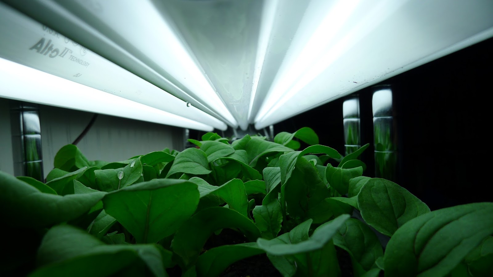 Backyard Garden Grow Seedlings or Microgreens Under Lights in Northern Alberta