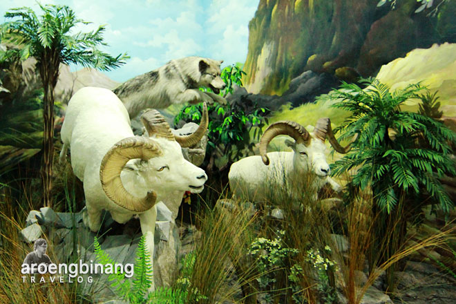 rahmat international wildlife museum gallery