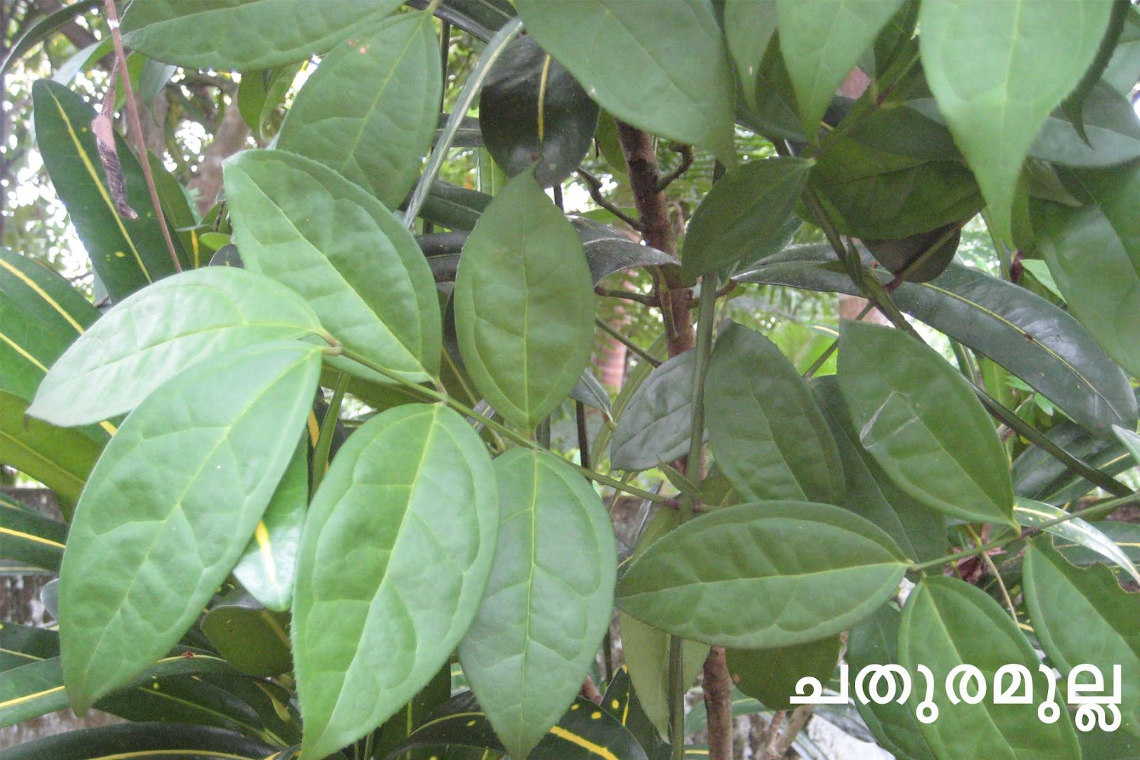 Ayurvedic Medicinal Plants in Kerala