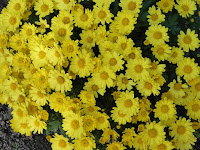 市民の森（鏡伝池緑地）ひらかた菊花展　メイン花壇