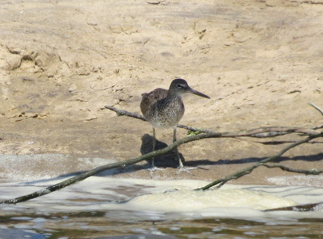 Willet - Jamiaca Bay, New York