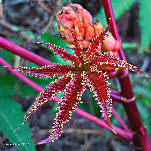 Top five most poisonous flower in the world. ECOART