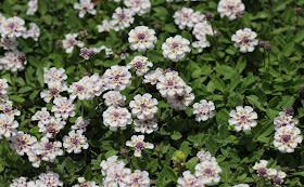 Phyla Canescens Flowers Pictures