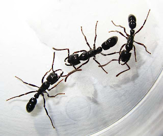 Two workers of Plectroctena ants