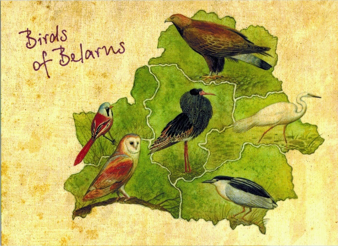 Карта bird. Животный мир Беларуси карта. Белорусские иллюстрации. Карта с птичками. Иллюстрации Birds.