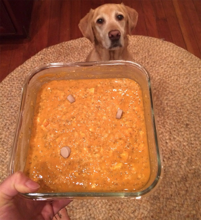 Woman Shares Pictures Of Her Labrador's Vegan Dinner And Gets An Epic Reply From A Veterinarian