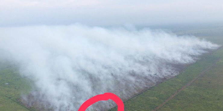 KLHK: Lahan Dibakar di Riau Milik Pabrik Kertas yang Izinnya Dicabut