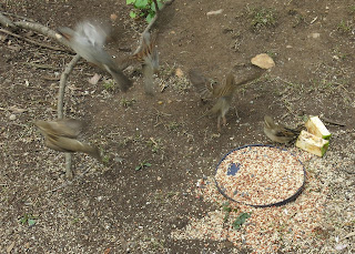 sparrows on the wing, Tuesday, March 22, 2016, 10:29:21 AM