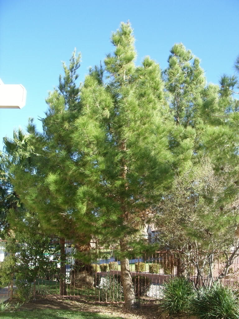 Xtremehorticulture of the Desert Why Is My Pine Tree So Sparse?