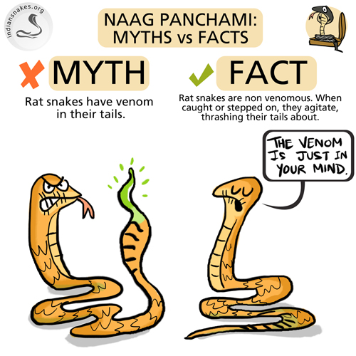 Kid Friendly Snakes Kid Friendly Snakes
