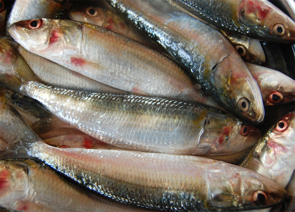 Mathi, Chaalai, Kavalai, Maththi, Chaala, Pedvey Padwa, Washi, Tarla, Tharlae, Gisbey, Boothai, indian oil sardine fish, about indian oil sardine fish, indian oil sardine fish appearance, indian oil sardine fish breeding, indian oil sardine fish颜色，印度石油沙丁鱼鱼特征，印度油沙丁鱼颜色品种，印度油沙丁鱼鱼卵，印度油沙丁鱼鱼事实，印度油沙丁鱼渔业，印度石油沙丁鱼沙丁鱼鱼历史，印度石油沙丁鱼鱼类信息，印度石油沙丁鱼油沙丁鱼鱼类图像，印度石油沙丁鱼鱼寿命，印度油沙丁鱼鱼起源，印度油沙丁鱼鱼照片，印度油沙丁鱼鱼图片，印度油沙丁鱼稀有鱼类稀有性，印度油沙丁鱼沙丁鱼鱼大小，印度石油沙丁鱼鱼类用途，印度油沙丁鱼鱼品种，沙丁鱼的重量