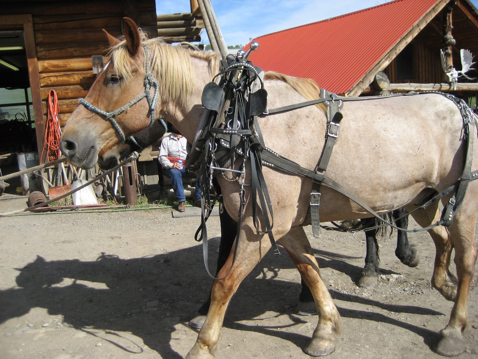 Do Horses Neigh When They Run? How much weight can a horse pull?