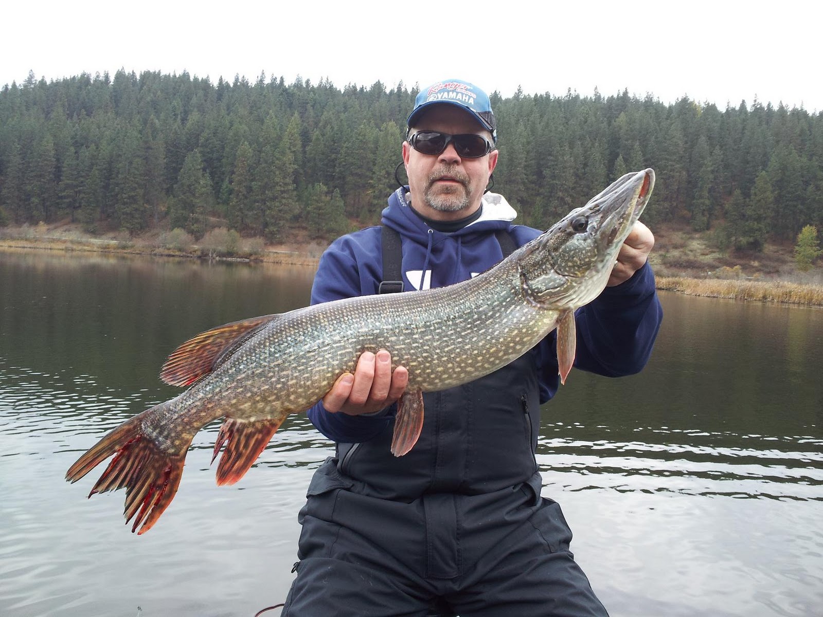 Forever Fishing Washington State Northern Pike Anyone?