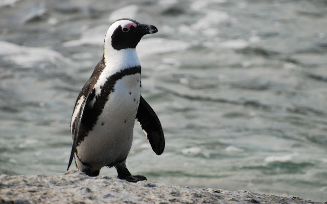 Photo of a beautiful white African penguin near the water