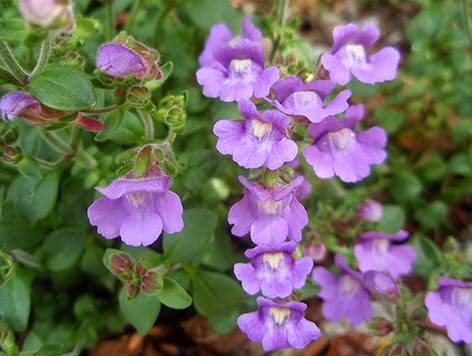 Flores silvestres de color morado, azul y lila | Plantas