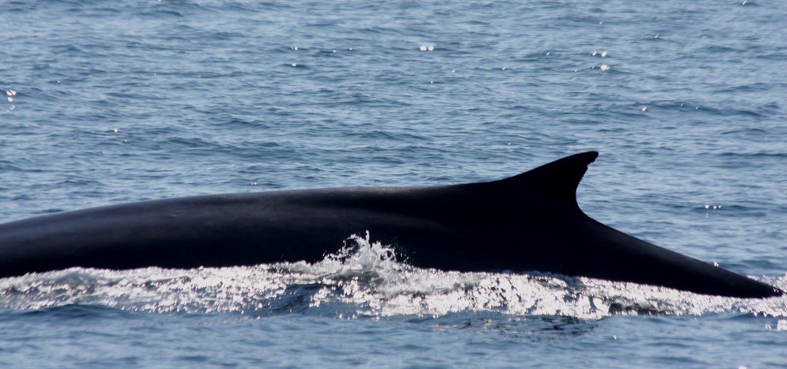 Blue Ocean Society's Whale Sightings July 6 Granite State