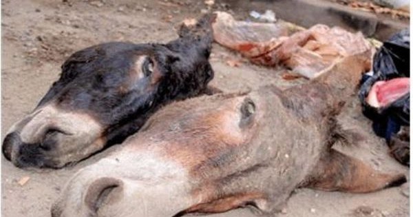 GAZETE İNSAN AK AT GÜLEN EŞEK VE KUTSAL ET.!!!