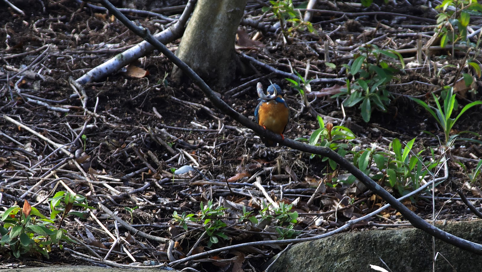 完成までに 3 年かかった写真をご覧ください